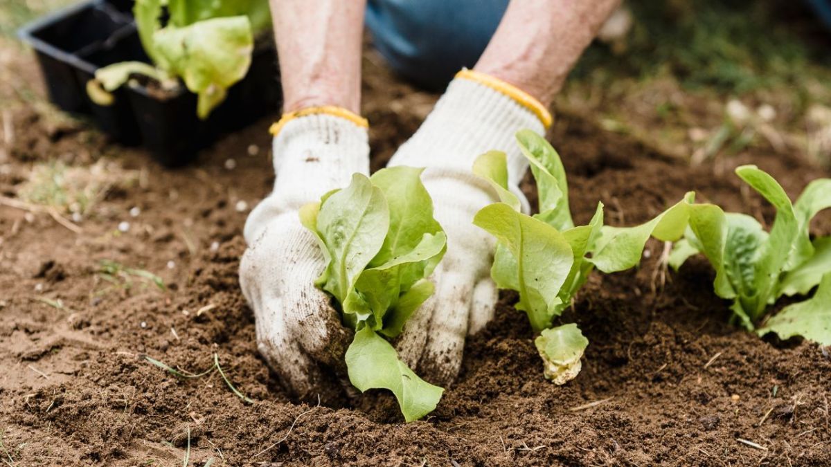 El Municipio brindará un taller de introducción a la huerta