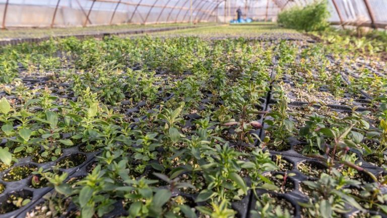 Comienza la entrega de plantines en Río Grande