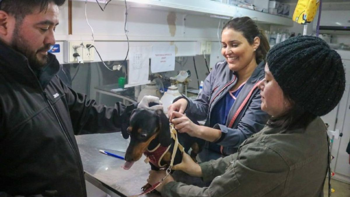 Más de 200 mascotas recibieron su vacuna antirrábica en Tolhuin