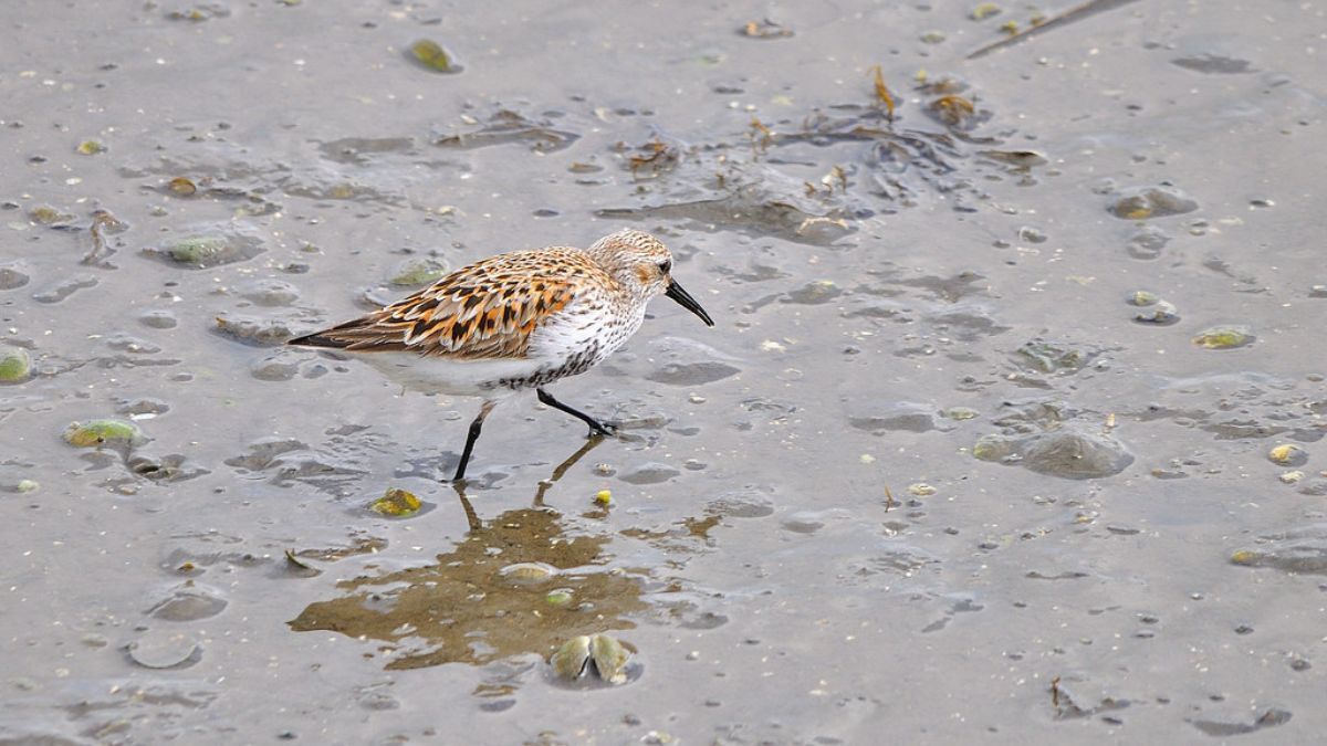  Se realizará un ciclo de charlas sobre el recibimiento de las aves playeras