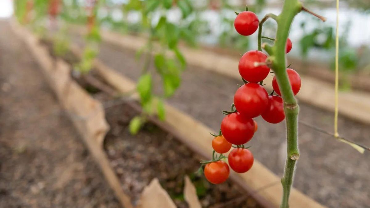 Se realizará la charla-taller "Sembrando consciencia, construyendo soberanía alimentaria"