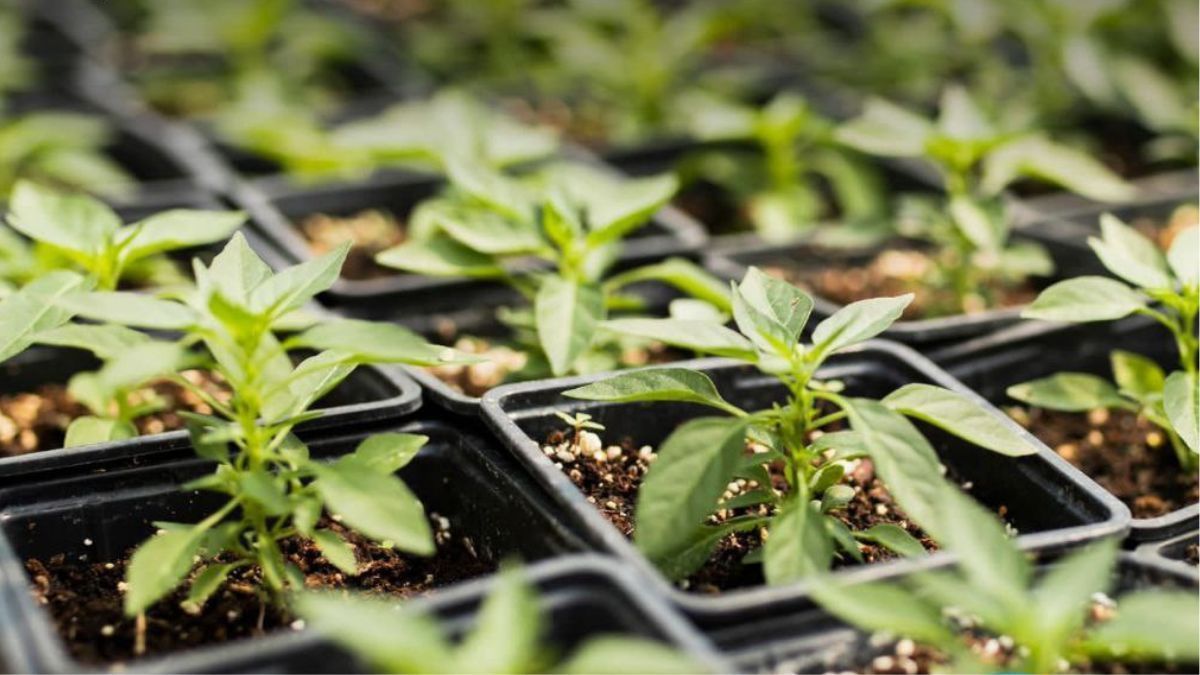 Invitan a participar de la charla abierta sobre agroecología y gobiernos locales