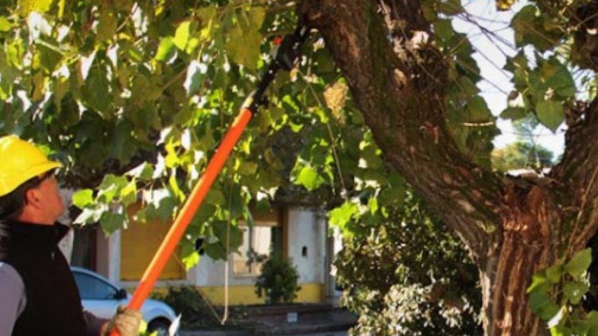 El municipio de Río Grande brindará una nueva capacitación de poda de arbolado urbano