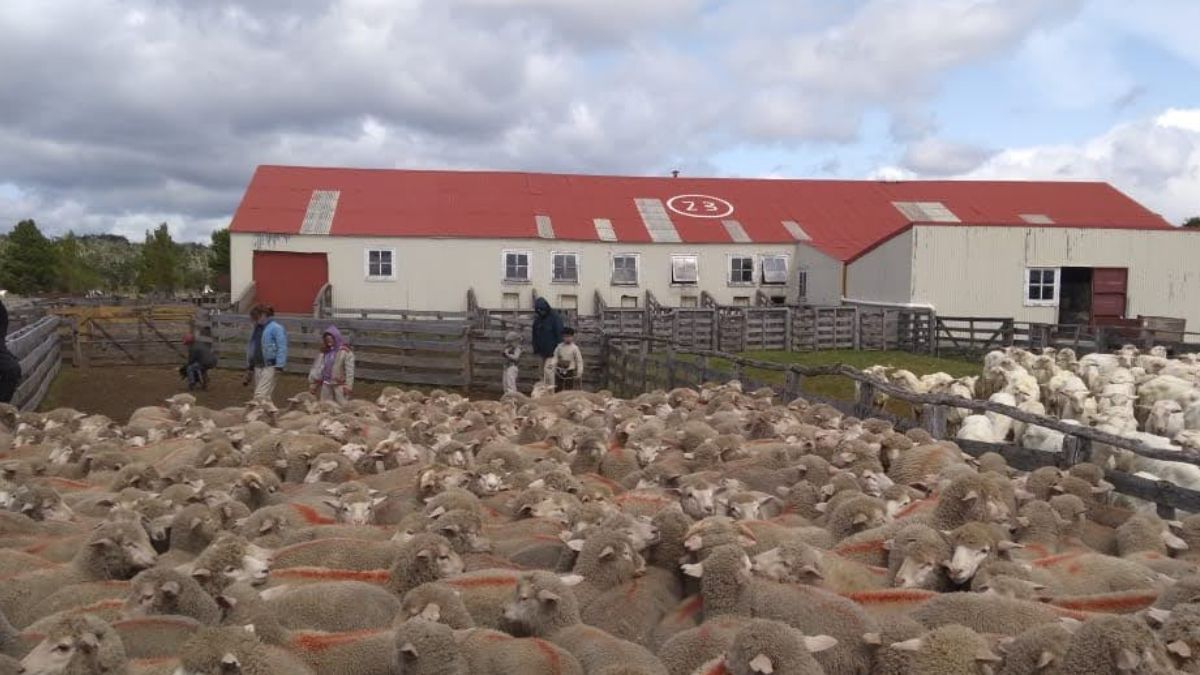 Alertan por la venta falsa de lechones y corderos en nombre de estancias de Tierra del Fuego