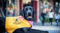 Se aprobó el proyecto que autoriza el ingreso a espacios públicos con perros terapéuticos