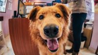 La dirección de Zoonosis celebrará los cumpleaños de los perros que aguardan ser adoptados