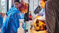 Jornada de castración de canes: “Esta actividad se enmarcó en el programa de tenencia responsable de mascotas”