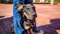 La Municipalidad de Ushuaia  participó en la Caninata que organizó ARAF