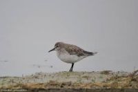 El Club Observatorio de Aves presentará su nuevo logo en el Museo del Fin del Mundo