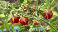 La marca "RGA Alimentos" se prepara para la primera cosecha de tomates frescos y libres de agroquímicos