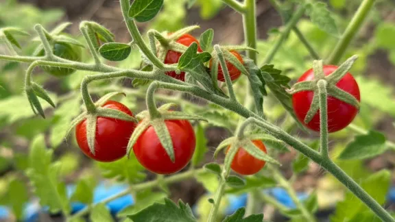 La marca "RGA Alimentos" se prepara para la primera cosecha de tomates frescos y libres de agroquímicos