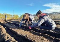 La empresa ‘Río Grande Activa’ comenzó a producir ajos violetas