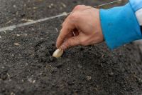 El Servicio Penitenciario inició un proyecto para desarrollar el cultivo local de ajo violeta