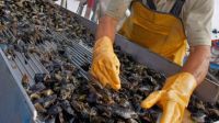 “Creemos que tenemos entre 400 y 500 toneladas de mejillones en el agua”