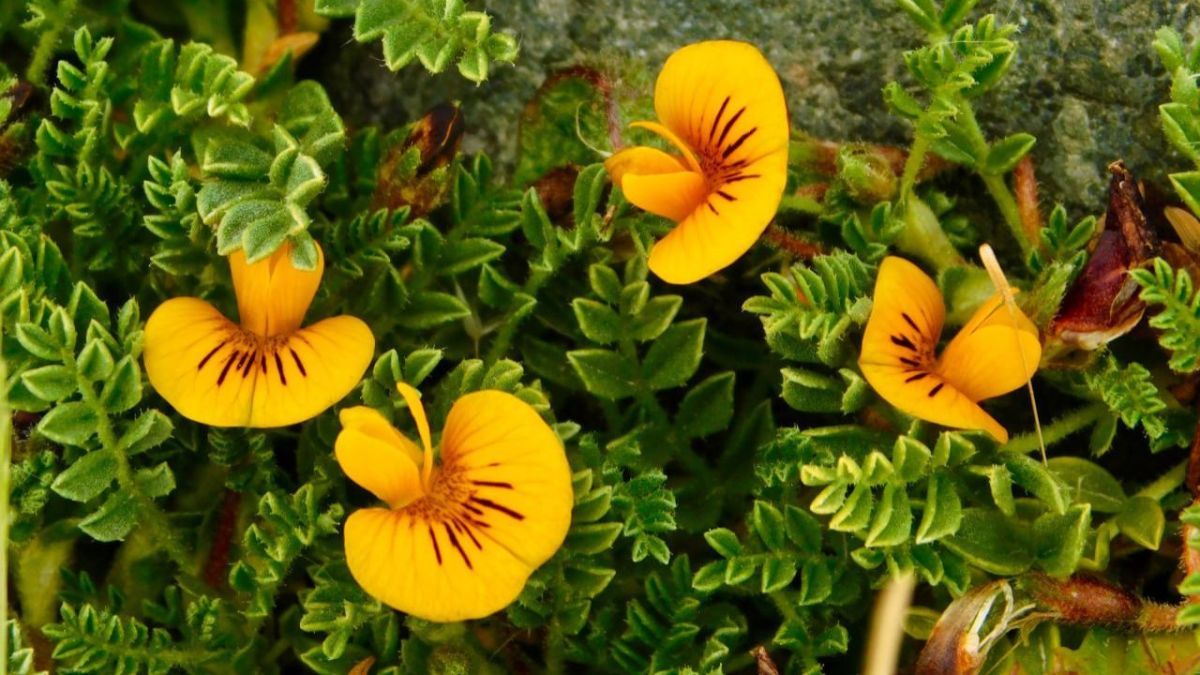 Lanzan concurso para elaborar la primera Guía de Flora Nativa de las Áreas Naturales Protegidas