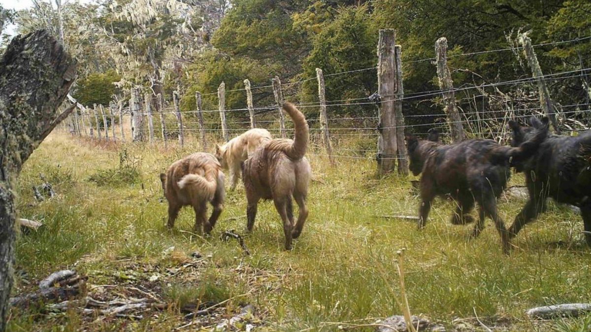 “En Ushuaia hay cerca de 8500 perros sueltos, en Tolhuin 2900 y en Río Grande 14 mil 660”