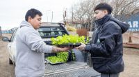 Entregarán 2 millones de plantines de hortalizas durante la temporada 2025/2026