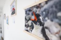 El Centro Cultural “Nueva Argentina” inauguró la muestra fotográfica “Antártida: nuestro futuro blanco”