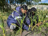 Por primera vez en Tierra del Fuego, se cosecharon unas 2700 cabezas de ajo violeta