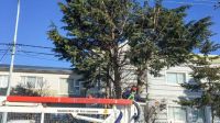 Brindan el servicio de poda de árboles a los vecinos de Río Grande