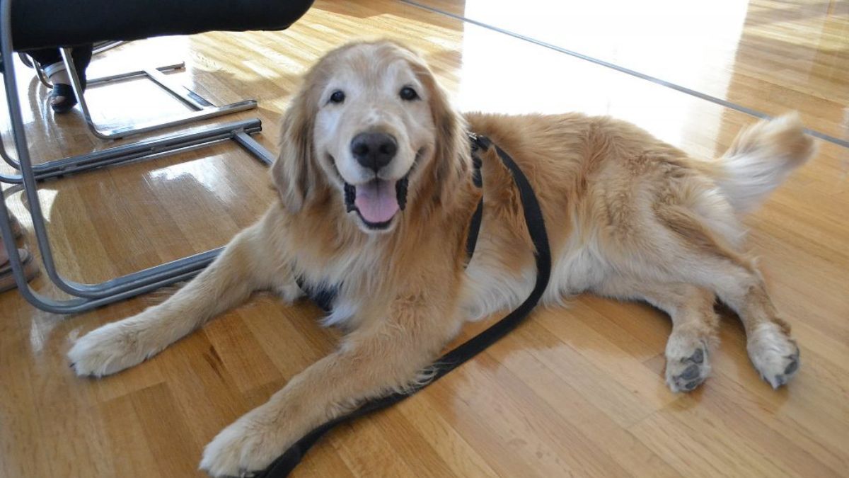 Analizan la incorporación de perros de asistencia judicial en el fuero de familia