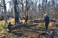 Se plantaron más de 1000 ejemplares en una nueva jornada de reforestación en la Reserva Provincial Corazón de la Isla