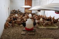 Brindarán una charla sobre producción avícola y cuidados frente a las bajas temperaturas