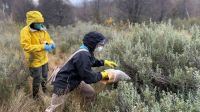 Equipos provinciales y del Malbrán desplegaron 150 trampas para monitorear roedores tras el brote de hantavirus