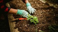 La Municipalidad de Ushuaia invita al taller “Manos en la Huerta” en el marco del Día Mundial del Ambiente