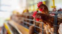Están abiertas las inscripciones para las “Jornadas Avícolas: Alimentación, Bioseguridad y Producción Sostenible”