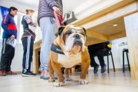 Conocé las recomendaciones destinadas a promover el bienestar animal durante los días de frío