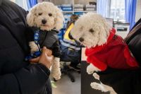 Recomendaciones para cuidar a las mascotas de las bajas temperaturas