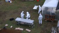 Detectan circulación de hantavirus en Ushuaia, pero la variante viral no coincide con la que causó el brote en el crucero