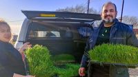El Municipio produce forraje verde hidropónico para fortalecer a los productores avícolas de la ciudad