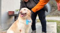 Ante el intenso frío, recuerdan la importancia de resguardar a las mascotas