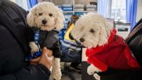 El Municipio de Río Grande recuerda medidas para proteger a las mascotas durante el invierno