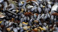 Abren las inscripciones al taller “Introducción al Cultivo de Mejillón Mediante el Método Bouchot”