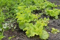 Nuevo ciclo de capacitaciones para el sector hortícola