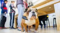 Brindan recomendaciones para prevenir el moquillo canino