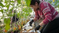 Con el acompañamiento del INTA, Río Grande inició una experiencia de producción de frutillas