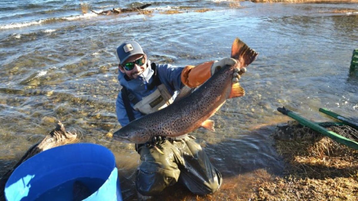 Tierra del Fuego trabaja en el repoblamiento de ríos y lagos para la temporada de pesca deportiva