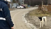 La Municipalidad labró 21 actas y capturó dos canes sueltos en Andorra