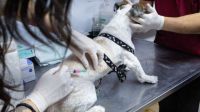 Río Grande realizará una nueva jornada de cuidados para mascotas 
