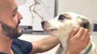 Más de 26 mil perros y gatos fueron vacunados contra la rabia en Tierra del Fuego desde 2020
