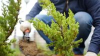 Sigue vigente el descuento en impuestos por plantar árboles en las veredas