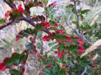 Presentaron el primer capítulo de la Guía de Flora de las Áreas Naturales Protegidas