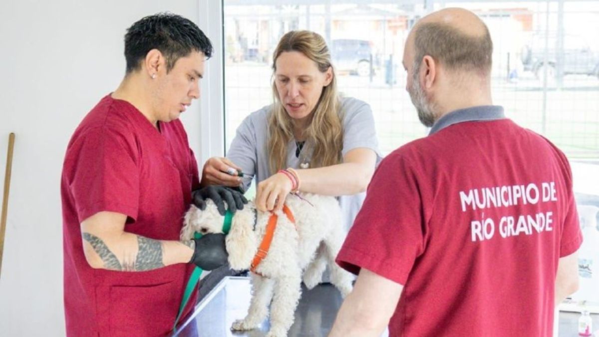 Realizarán una nueva jornada de vacunación y adopción de mascotas