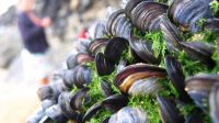 Establecen la veda de moluscos en sectores del Canal Beagle y toda la costa atlántica provincial