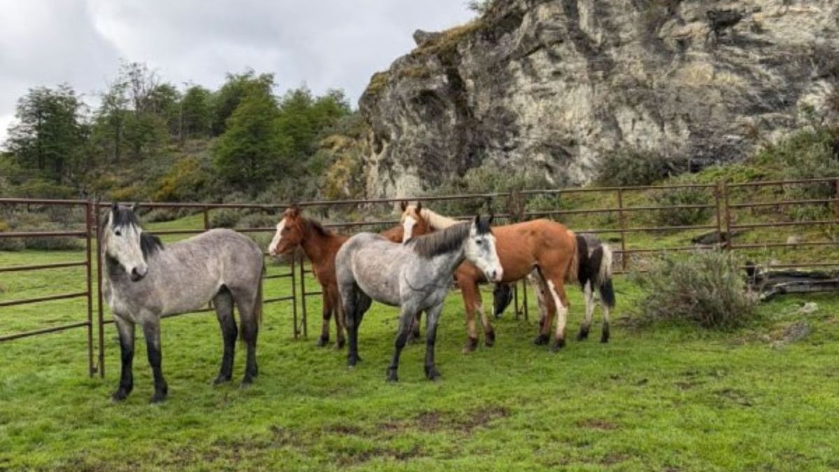 Realizaron tareas de chipeado y control de equinos en el Parque Nacional Tierra del Fuego